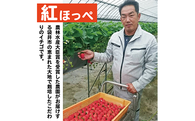 【配達地域限定】農水大臣賞受賞農園からお届け イチゴ大粒・紅ほっぺ ２パック