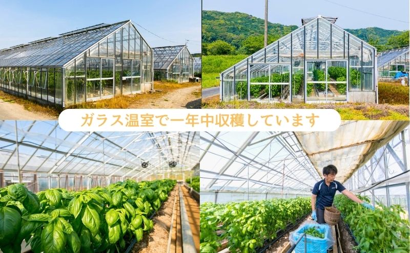 温室野菜 sano 生バジルソース２本セット