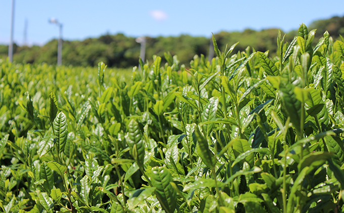 茶工場の抹茶入り玄米茶（200g×2袋） 煎茶 抹茶 おすすめ ギフト 贈り物 銘茶 人気 厳選 袋井市