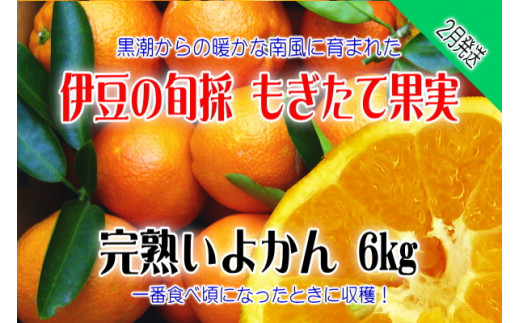 もぎたて果実　完熟　いよかん　6kg　A024／収穫体験農園ふたつぼり　柑橘　フルーツ　静岡県　東伊豆町