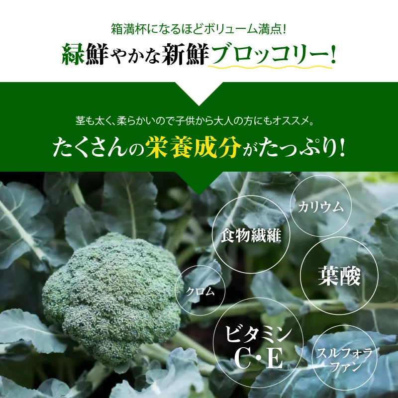 【収穫当日に発送します】豊かな大地“へきなん”から贈る　ブロッコリー約11本【期間限定】　H139-016