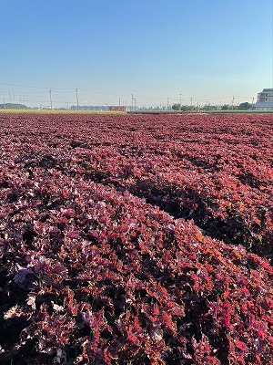 【碧南産赤しそ使用 】さわやかな甘み！農家がつくった赤しそシロップ 600ml×2本　H165-004