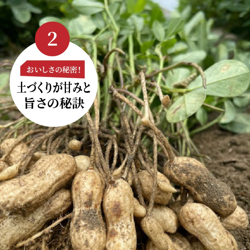 【2025年発送】事前予約 訳あり やみつき極うま “金の生落花生” 塩ゆで専用 2kg(500g×4袋）　H105-144