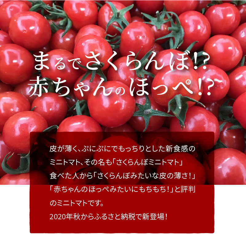 新食感!!奇跡のさくらんぼミニトマトの定期便 約500g×6回コース 野菜ソムリエサミット 金賞 受賞 長田農園 産地直送 トマト とまと 野菜 やさい フルーツ サラダ 濃厚 甘い ご褒美 プレゼント 美容 健康 リピート多数 人気 高評価 数量限定 碧南市 H004-139