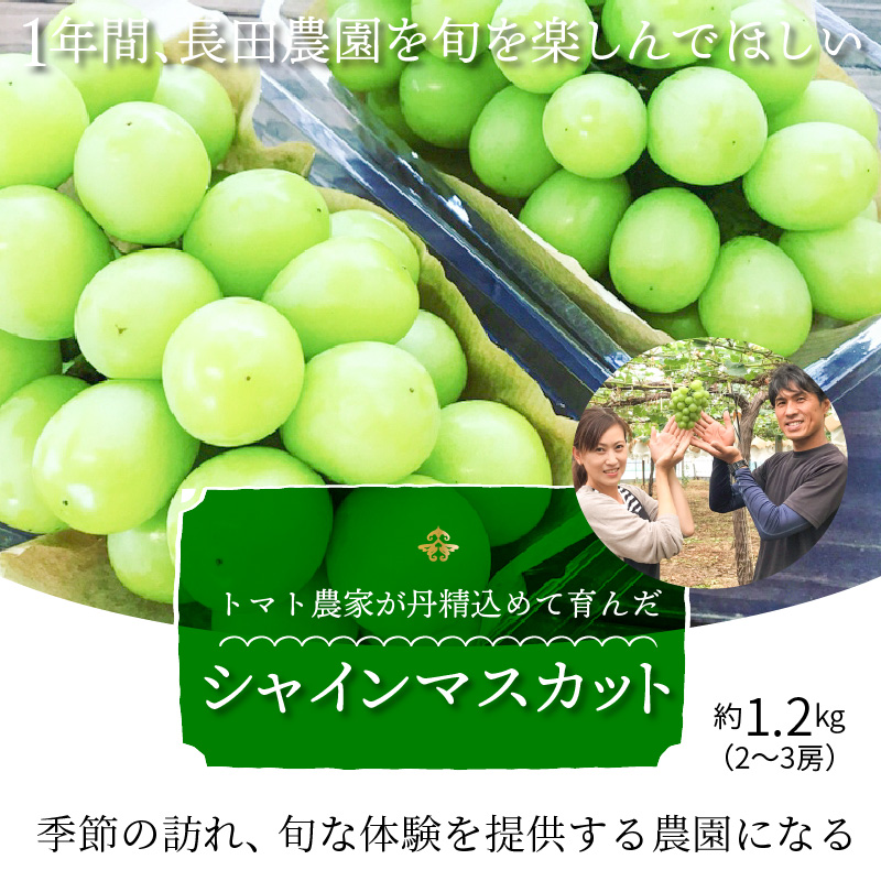 皆さんの応援から実った シャインマスカット 約1.2kg（2房）【数量限定】 フルーツ　H004-151
