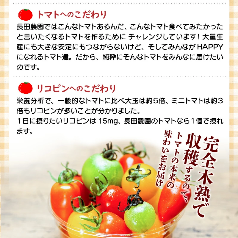 【人気No.1セット】ファンにならずにいられない ファーストトマト＆トマトベリー 計約1.4kｇ（3月～5月で発送） 野菜ソムリエサミット 金賞 受賞 長田農園 産地直送 トマト とまと 野菜 やさい フルーツ サラダ 濃厚 甘い ご褒美 プレゼント 美容 健康 リピート多数 人気 高評価 数量限定 碧南市 H004-149