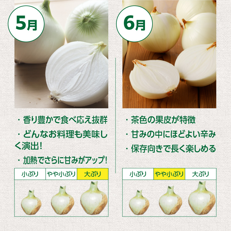 【数量限定】訳あり 新玉ねぎ　生がおいしい 神重農産のブランド玉ねぎ「旬玉」2.5kg　ブランド玉ねぎ 玉ねぎ 国産 愛知県産 野菜 やさい 農家直送 畑直送 旬 期間限定 たまねぎ 先行予約 旬 特産 高評価 高リピート 人気 H105-152