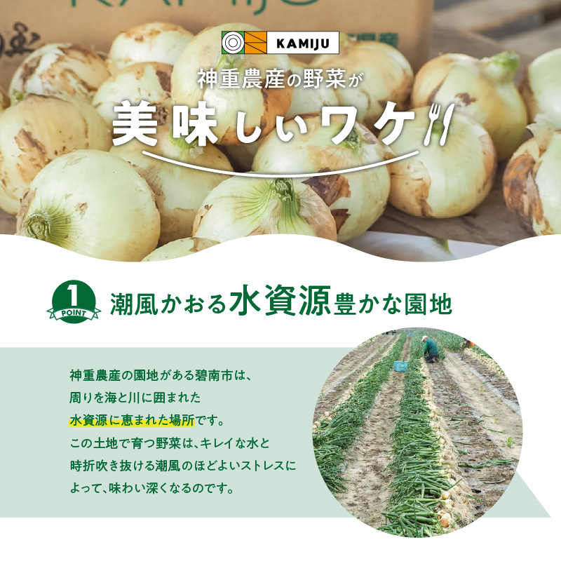 【数量限定】訳あり 新玉ねぎ　生がおいしい 神重農産のブランド玉ねぎ「旬玉」2.5kg　ブランド玉ねぎ 玉ねぎ 国産 愛知県産 野菜 やさい 農家直送 畑直送 旬 期間限定 たまねぎ 先行予約 旬 特産 高評価 高リピート 人気 H105-152