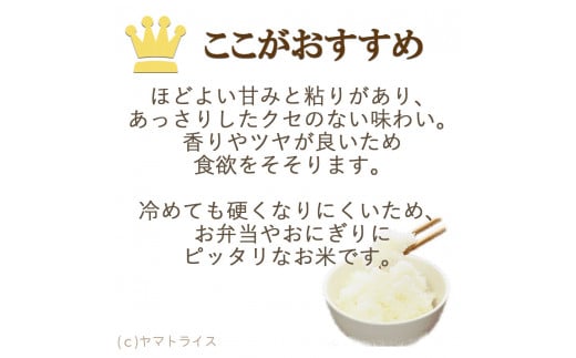 【精米】6回定期便 愛知県産あいちのかおり 100kg（5kg×20袋）　安心安全なヤマトライス 米 白米 国産 大容量 5キロ こめ コメ ごはん　H074-616