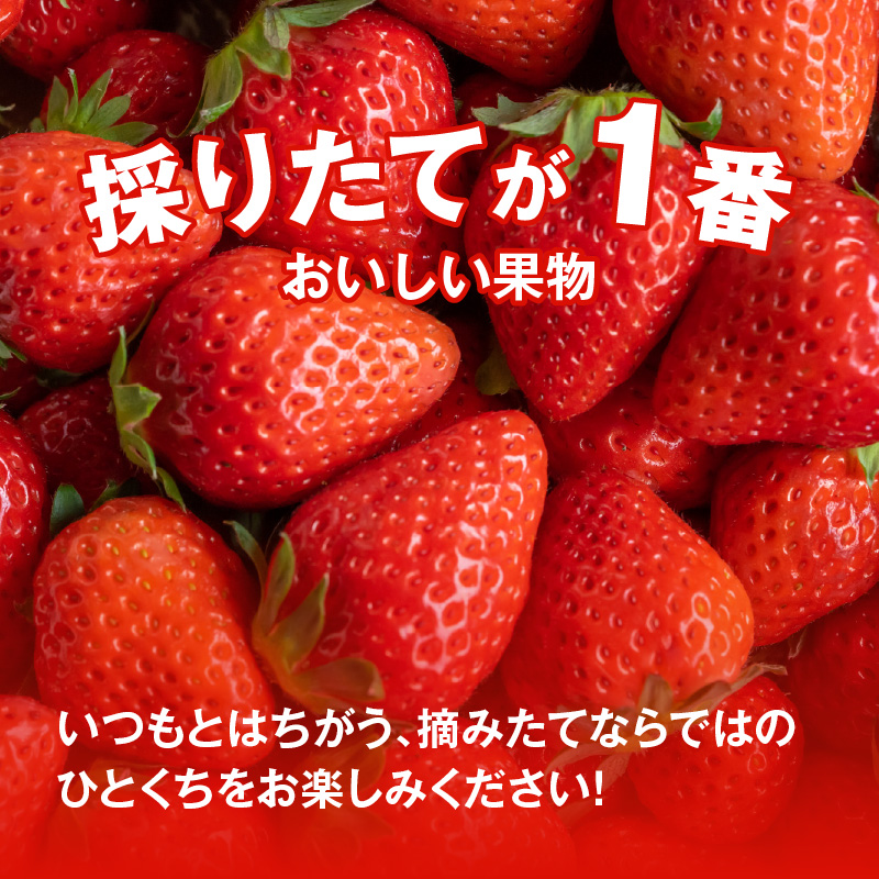 【1レーン貸切・最大60分食べ放題（土日祝・繁忙期は45分）】いちご狩り券 2名様（３歳以上）愛知 体験 チケット くだもの狩り フルーツ狩り H175-007