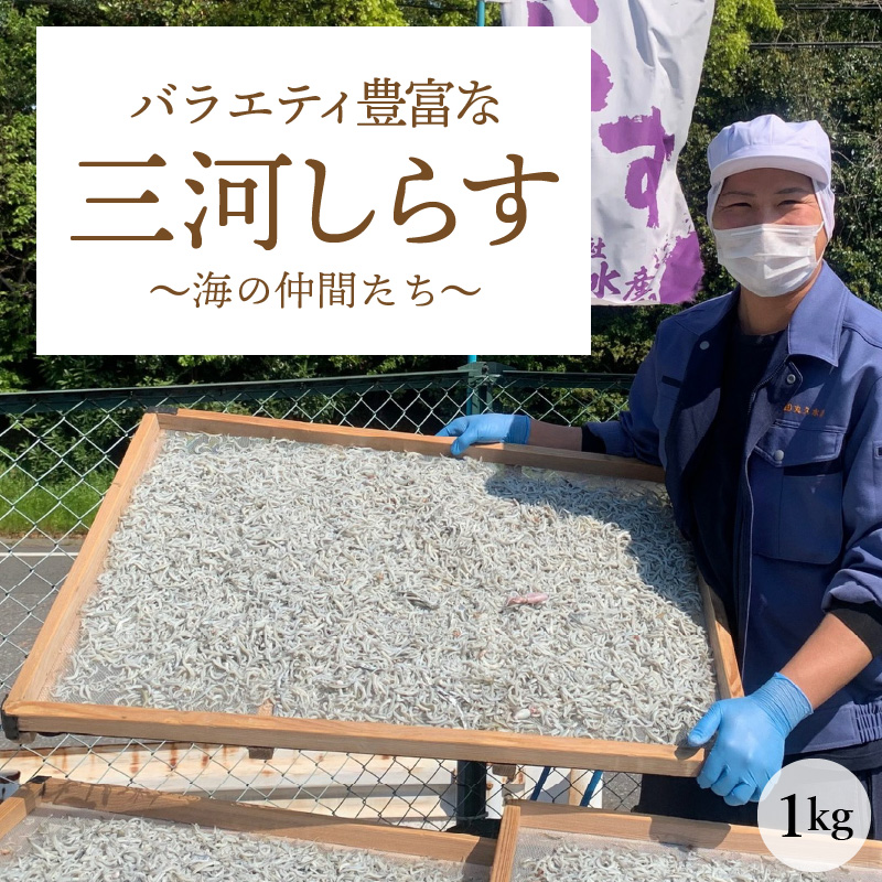 訳あり こモリ1kg！バラエティ豊富な三河しらす～海の仲間たち～　H018-041