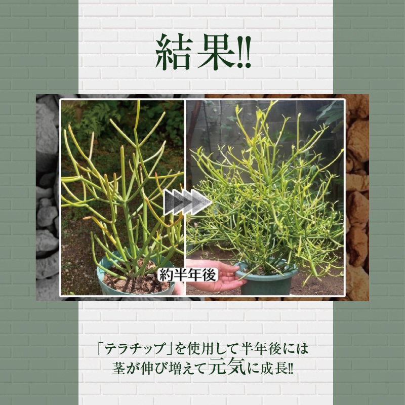 三河焼植木鉢ハーモニーブラウン【テラチップ赤焼】プランター お手軽植物栽培セット H188-004