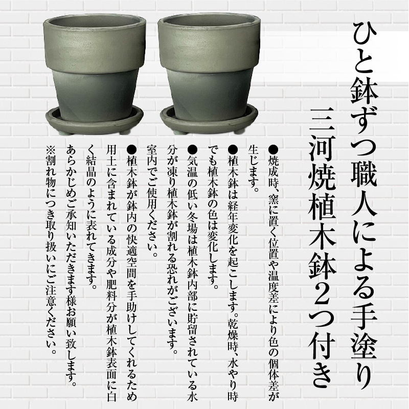 三河焼 植木鉢 ダークシルバー【テラチップいぶし】プランター お手軽 植物栽培セット H188-001