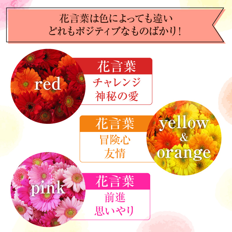 【ラッピング付】生花 ピンクガーベラ の花束 50本 日付指定可能 ギフト プレゼント ラッピング 産地直送 インテリア お花 フラワー ボリューム満点 H193-002