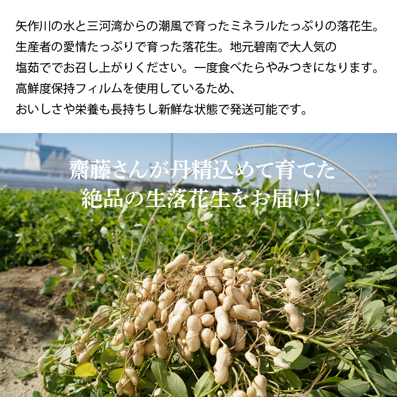 生落花生 おおまさり 2kg とれたて 耕地の美味しい野菜シリーズ第1弾　H132-022