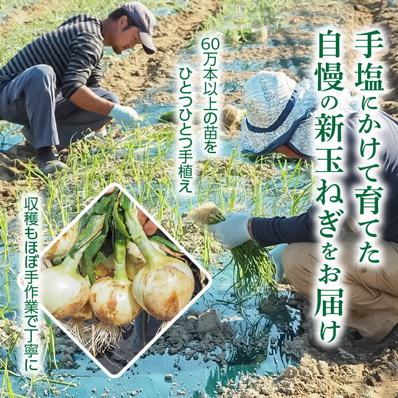 【事前予約】新玉ねぎ 食べ比べ定期便 生がおいしい 神重農産のブランド玉ねぎ「旬玉」5kg×4回　H105-128