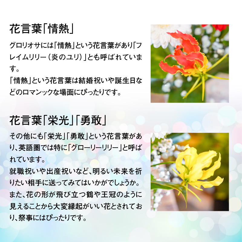 【栄光・情熱の花】グロリオサの花束　H092-047