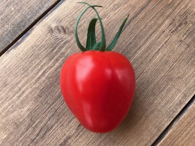 増量約2kg！甘さ抜群!!トマト嫌いでも食べられるトマトベリー 4月～6月発送 　H004-147