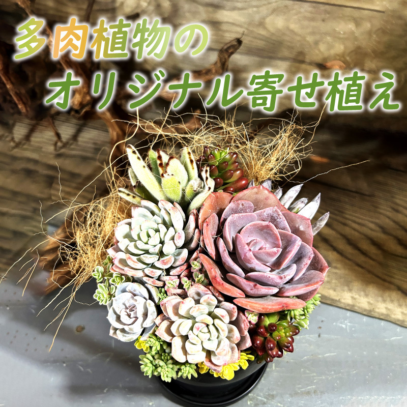 【佳花園】多肉植物のオリジナル寄せ植え