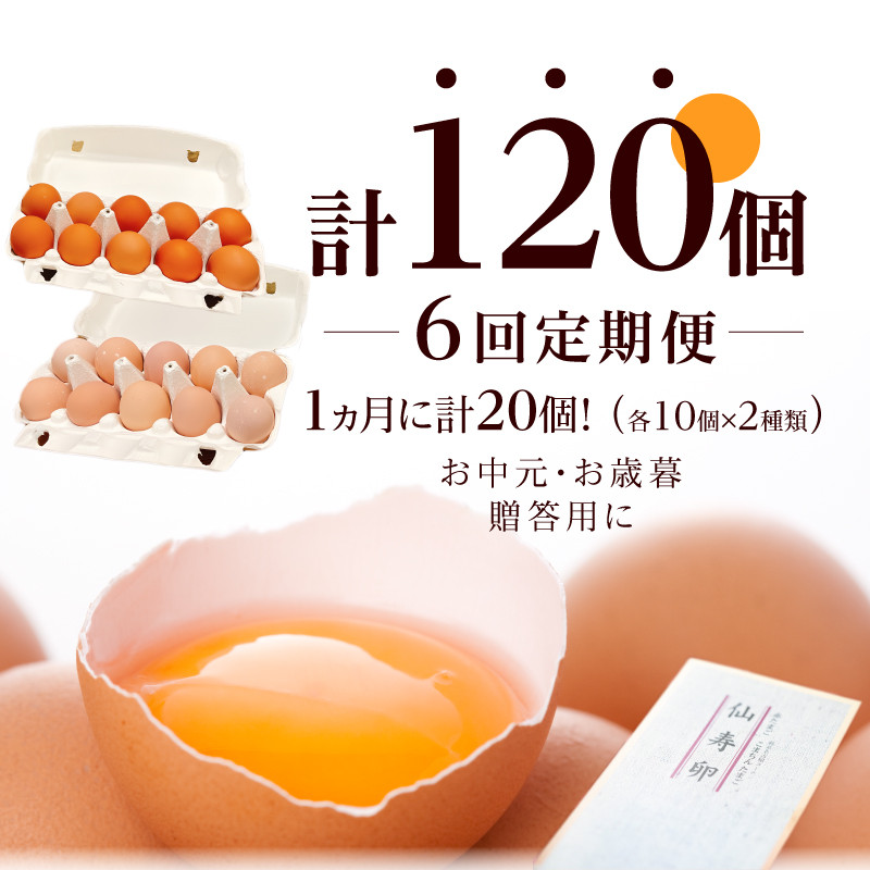 【6ヶ月定期便】名古屋コーチン卵・仙寿卵お試しセット（各10個入り）×6回（計各60個）