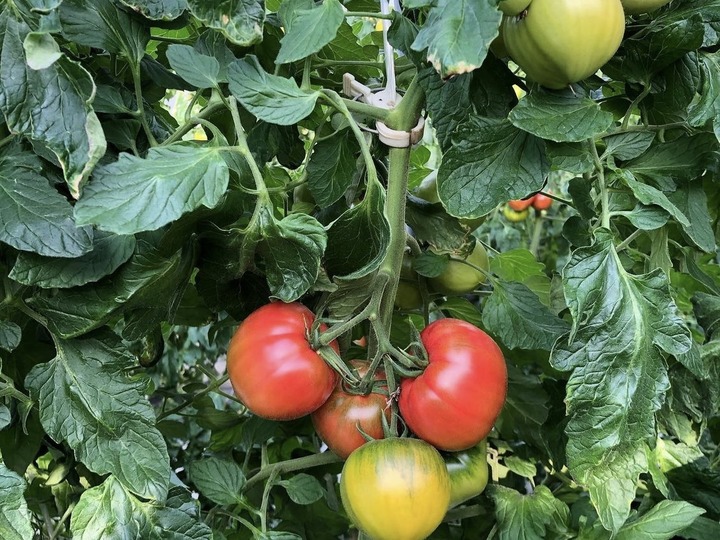 トマト農家が作った完熟トマトソース『洋風トマトソース３本セット』 〜山口トマト園からトマト好きに送る、こだわりの逸品〜