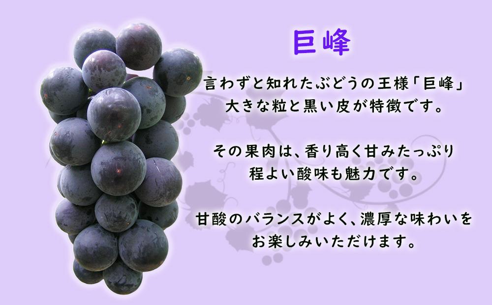 【2025年先行予約・数量限定】朝採り 巨峰「種なし」 訳あり品 約２kg＜2025年8月中旬～発送＞