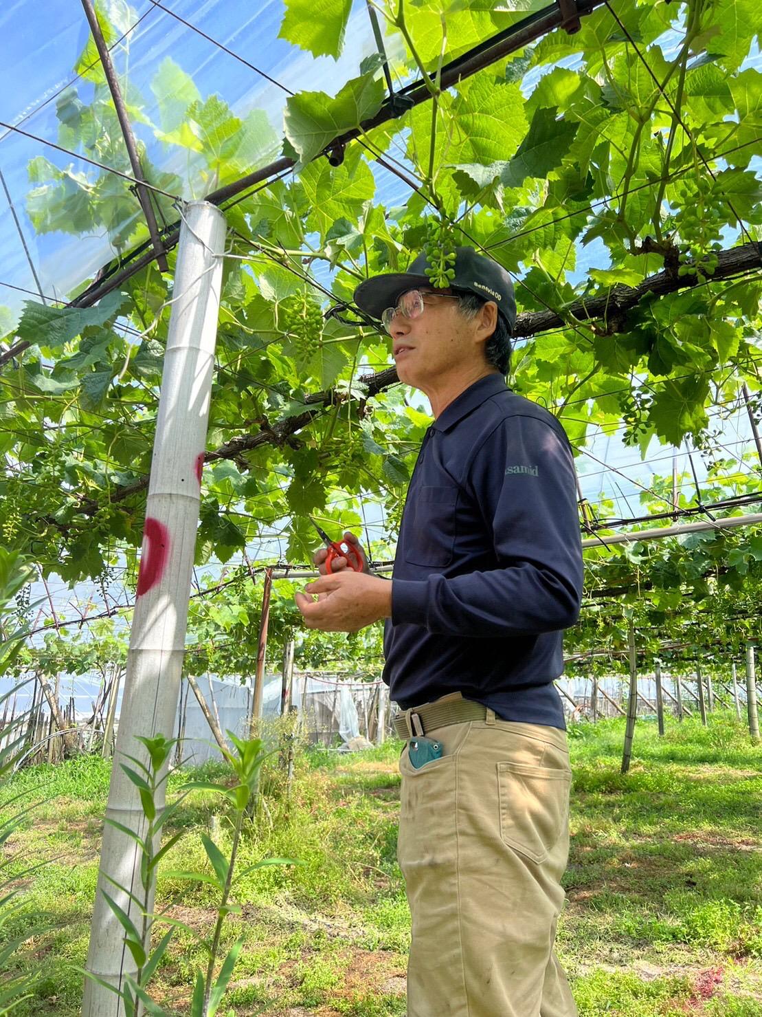 【先行予約】【数量限定】 ぶどう 詰め合わせセット 約2kg 〔2025年8月中旬より順次発送〕