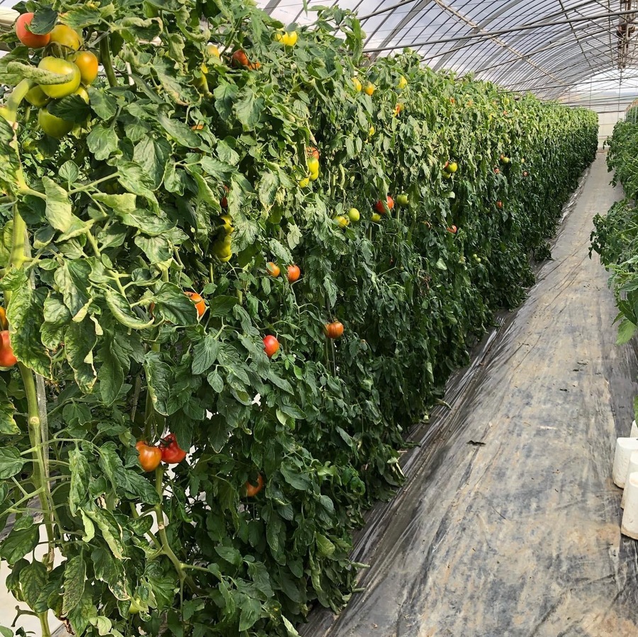 トマト農家が作った完熟トマトソース『和風トマトソース３本セット』 〜山口トマト園からトマト好きに送る、こだわりの逸品〜