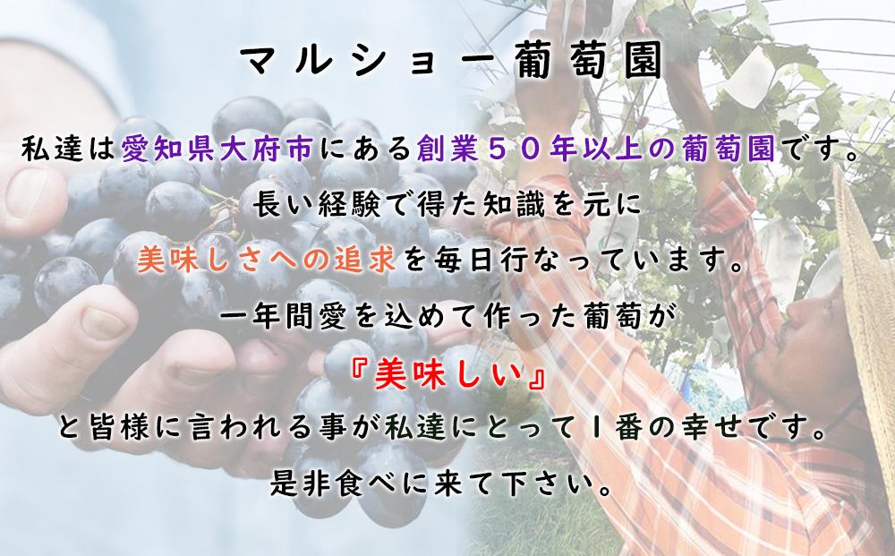 【2025年先行予約・数量限定】朝採り 巨峰「種なし」 訳あり品 約２kg＜2025年8月中旬～発送＞