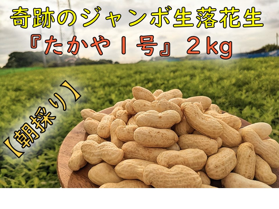 【朝採り】新・奇跡のジャンボ生落花生「たかや１号」約２kg