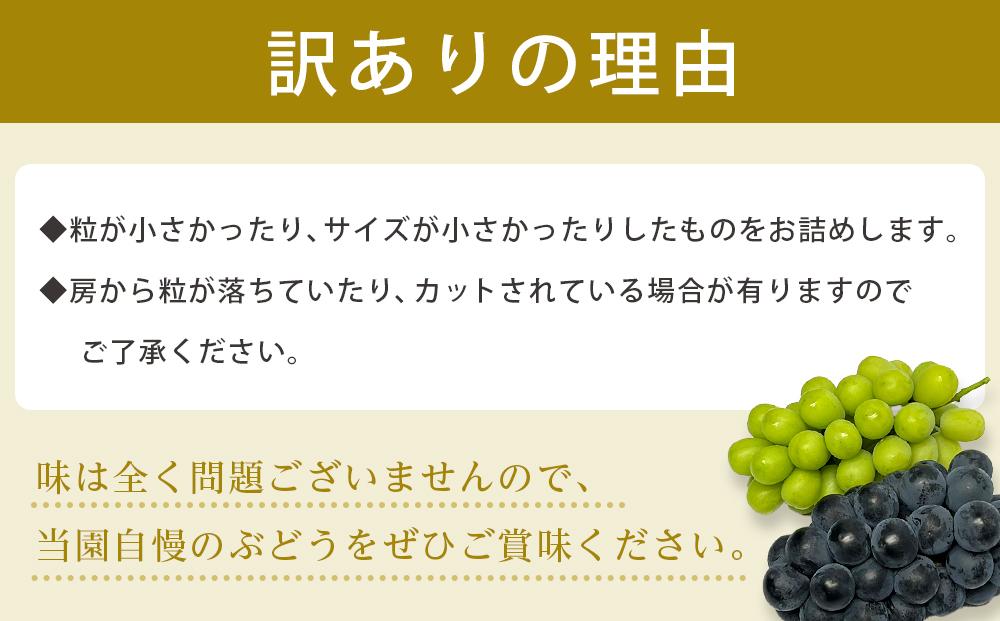 【先行予約】【訳あり・数量限定】 巨峰（種あり）約2kg 〔2025年8月上旬より順次発送〕