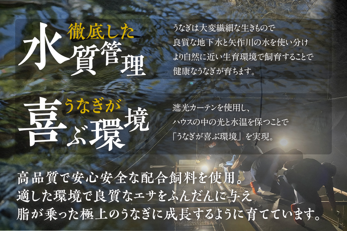 三河高浜産三代目養鰻家の白焼きうなぎ 特大5尾（875ｇ以上）