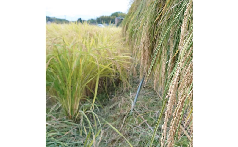 特別栽培れんげ米 日進市産 あいちのかおり 3kg × 1袋 米 白米 精米 特別栽培米 コメ お米 おこめ 愛知 愛知県 日進市