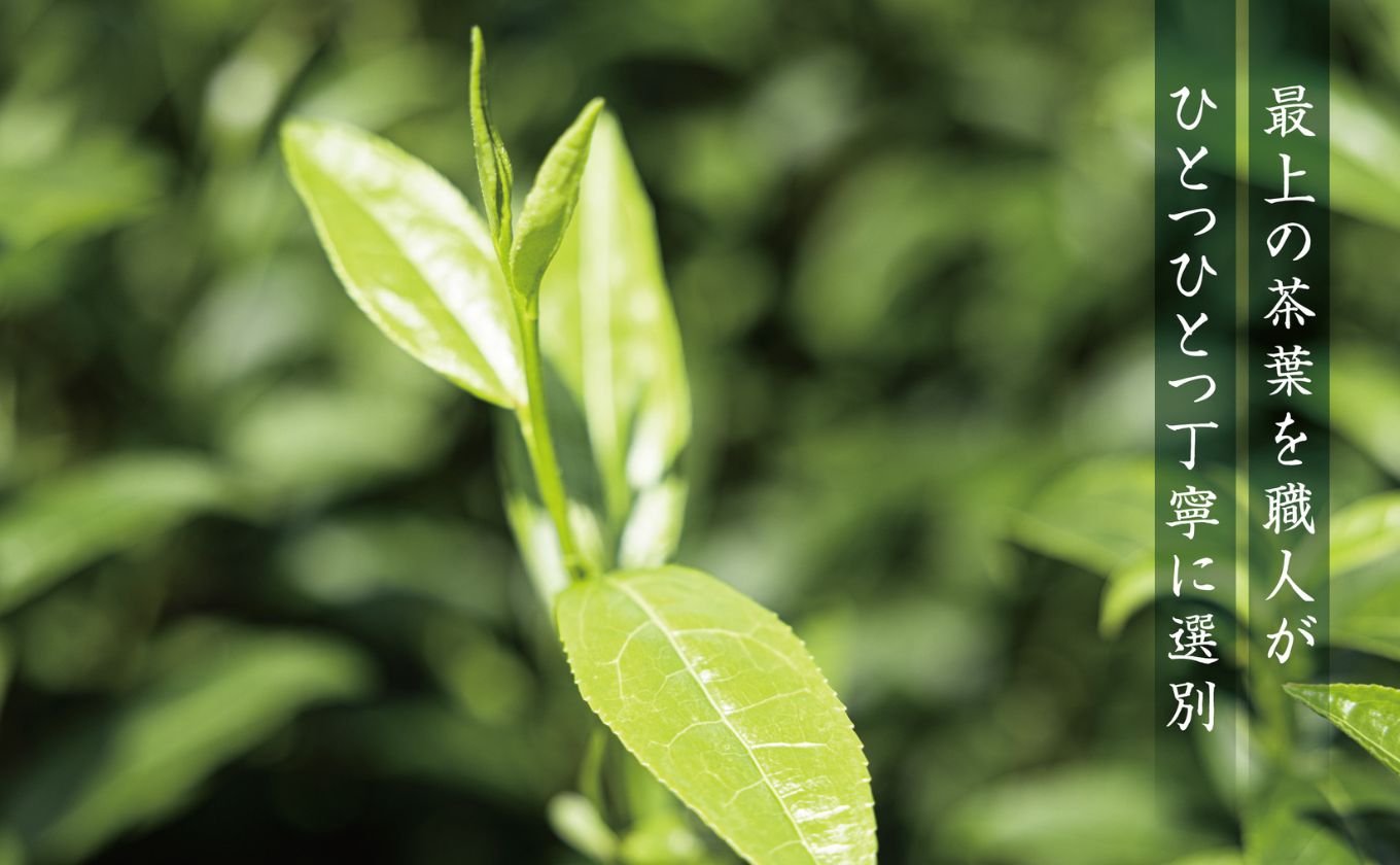 お抹茶　泗翠（30g×4缶セット）萩村製茶【 抹茶 お抹茶 お茶 茶 伊勢茶 茶道 飲料 自分用 家族用 イベント用 ギフト プレゼント 贈答 贈答用 三重県 三重 四日市市 四日市 四日市市ふるさと納税 四日市ふるさと納税】