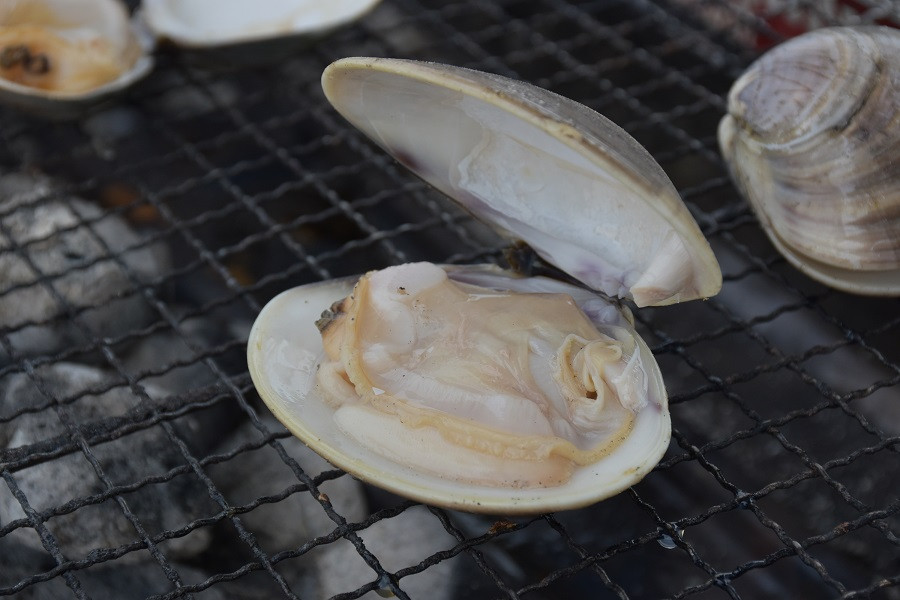 楠町名産　蓄養蛤大サイズ　たっぷり3kg　＜ハマグリ　お吸い物に、焼きはまぐりに！＞