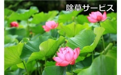 ご先祖見守りサービス：除草サービス〜お墓の管理をお手伝いします〜