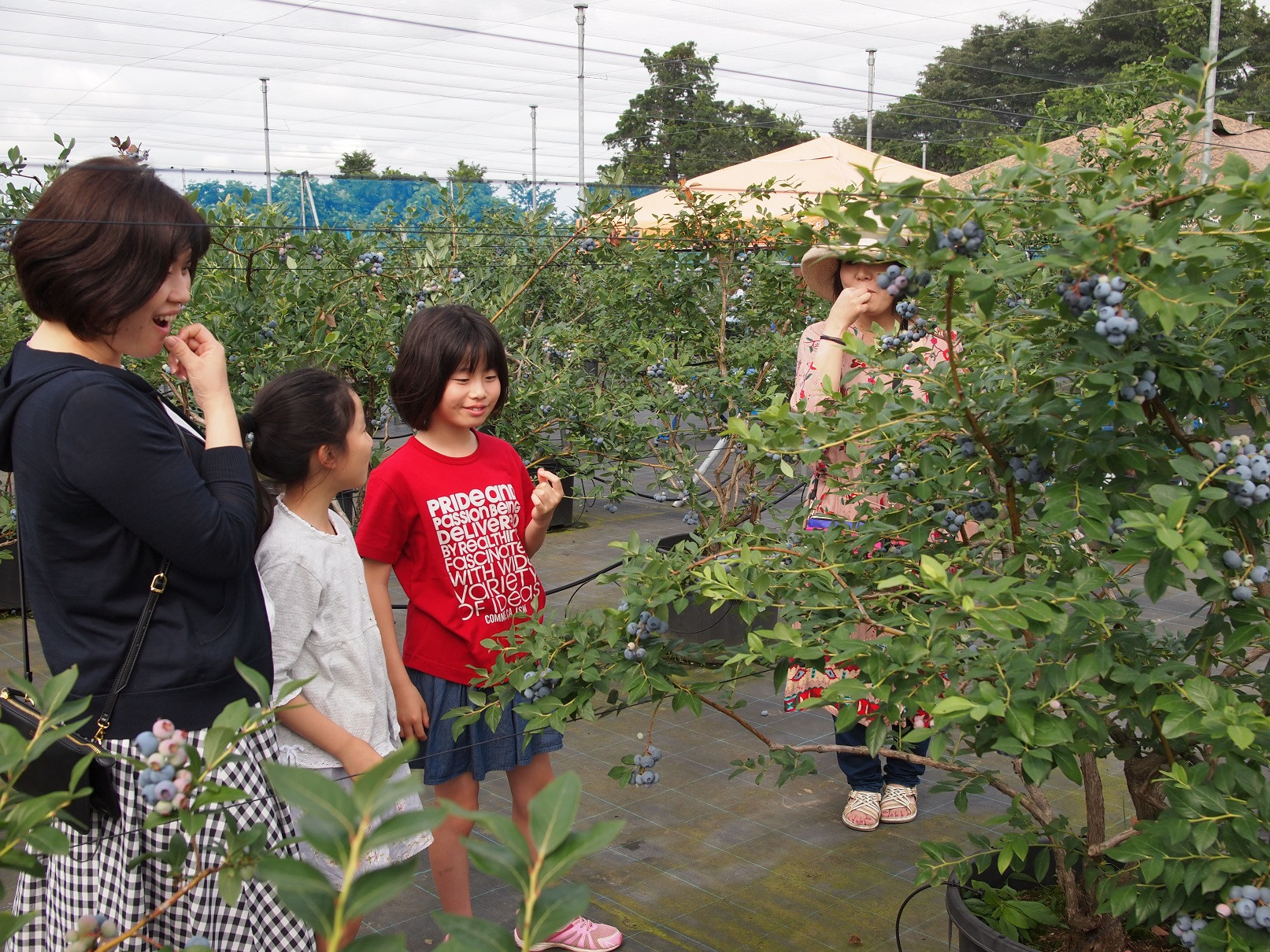 【期間限定】［体験型］四日市で旬の味を体験！「ブルーベリー狩り」ペア