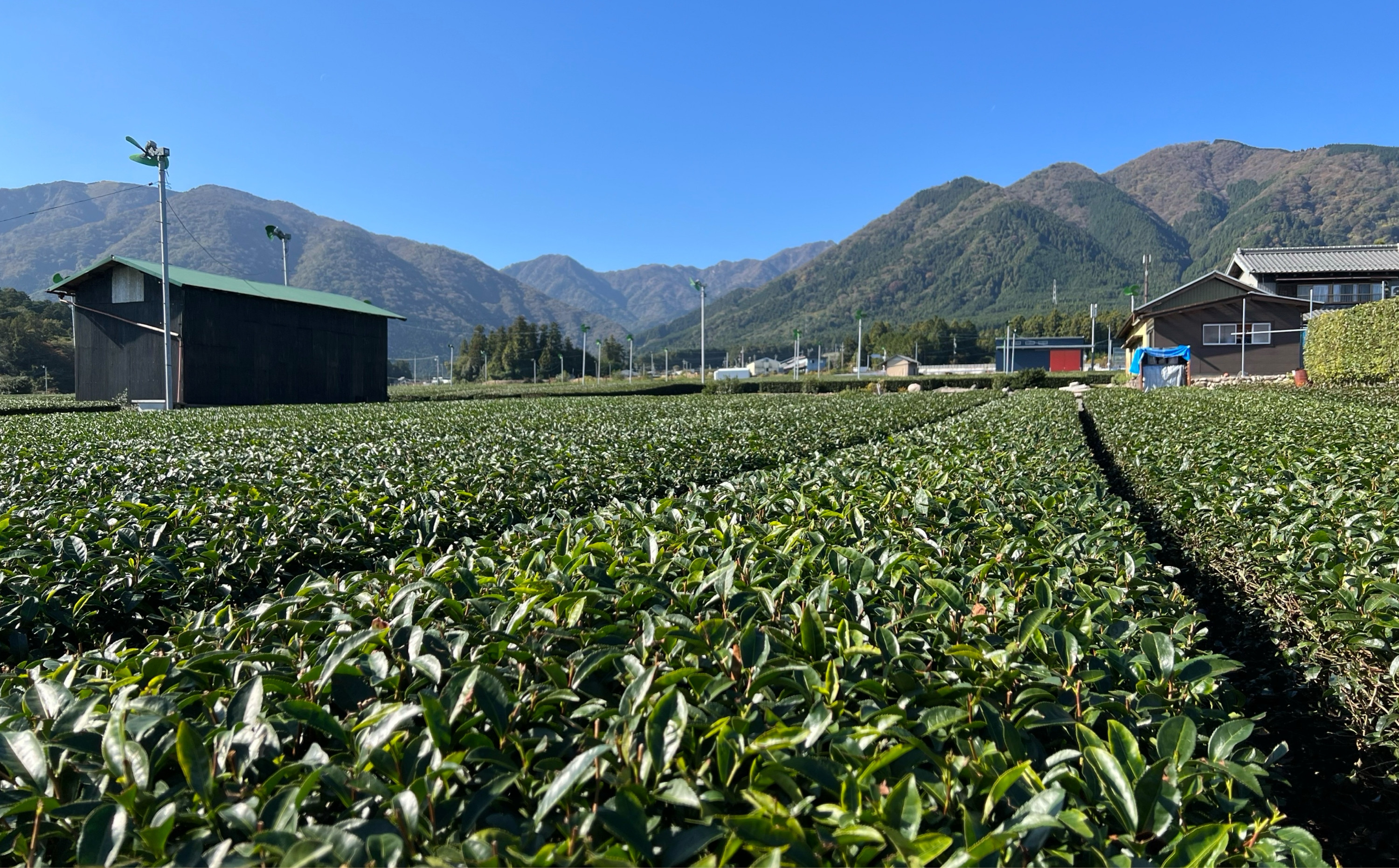 水沢名産かぶせ茶シングルオリジンのみくらべセット