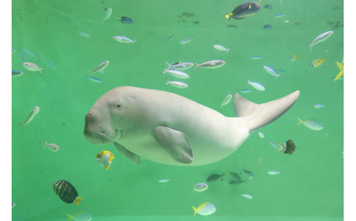 30-53鳥羽水族館 年間パスポート 大人