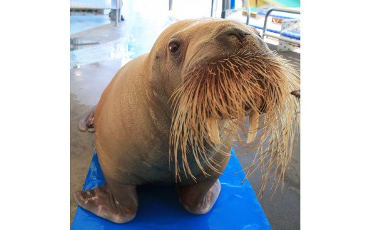 30-53鳥羽水族館 年間パスポート 大人