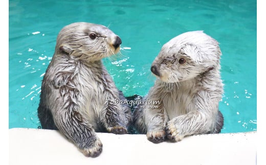 17-05鳥羽水族館 年間パスポート 小人