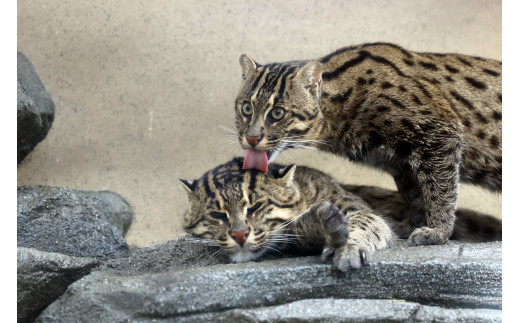 17-05鳥羽水族館 年間パスポート 小人