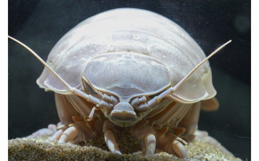 17-05鳥羽水族館 年間パスポート 小人