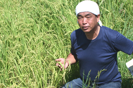 TC-0401　特別栽培米の新米ミルキークイーン10㎏ （1月発送分）