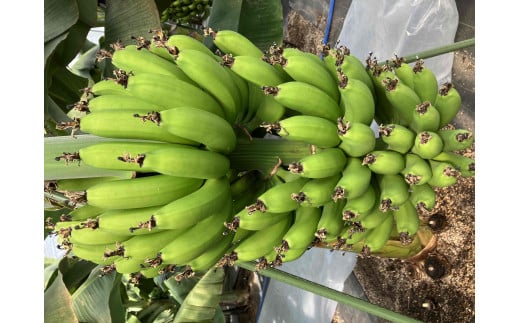 TF-01　平均糖度25度以上 国産 無農薬 皮ごと食べられる「ともいき伊勢バナナ」