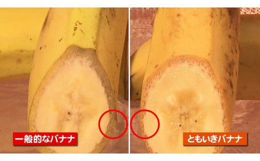 TF-01　平均糖度25度以上 国産 無農薬 皮ごと食べられる「ともいき伊勢バナナ」