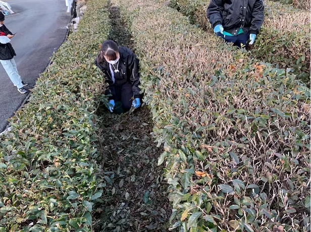 ON-05　高校生が挑戦「茶畑再生プロジェクト」国産茶の実100%オイル　まごころTEAオイル