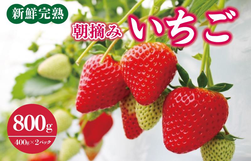 【先行予約】「厳選プレミアム！」完熟朝摘みいちご 800g（400g×2パック） G1212