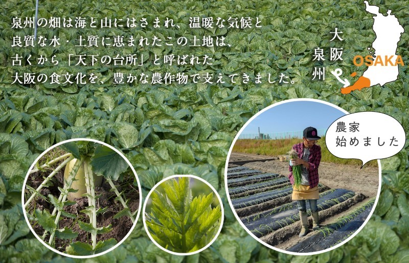 季節の泉州野菜 10種 おまかせセット ピクルスの素 2袋付き G906