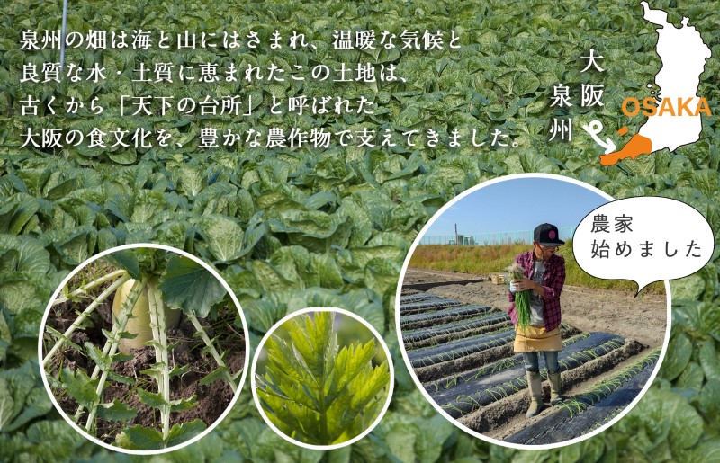 旬の新鮮 野菜セット（15種以上）定期便 全3回 おまかせ ピクルスの素付き ファミリー向け いずみピクルス NSW【毎月配送コース】 G937